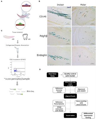 Transcriptomic Profiling of Dental Pulp Pericytes: An RNAseq Approach